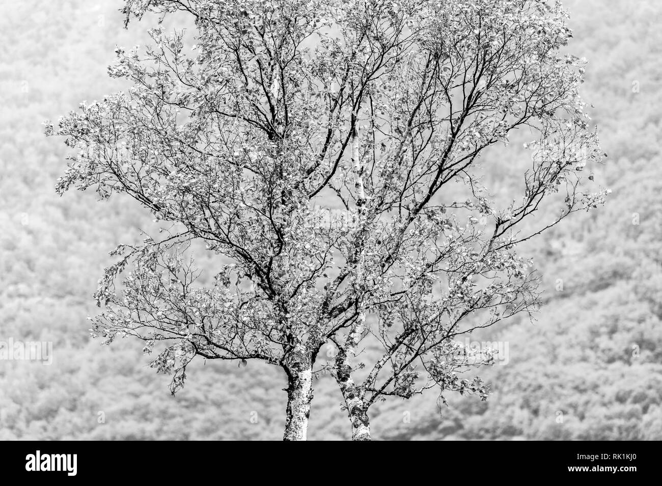 Detail der einzelnen Baum, Wald im Hintergrund, Flam, Norwegen, Europa, Schwarz/Weiß-Bild Stockfoto