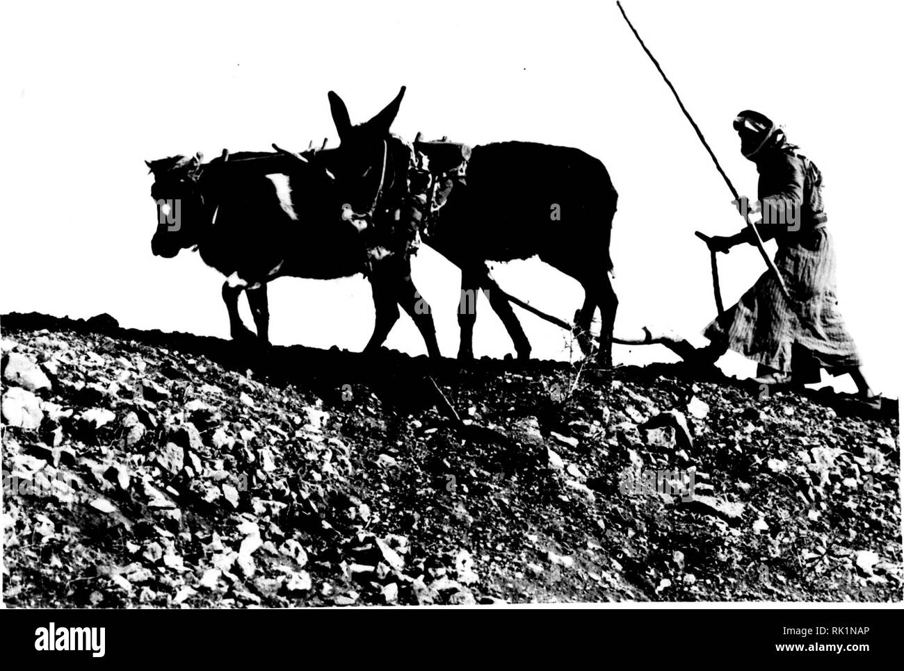 . Arthur und Fritz Kahn Sammlung 1889-1932. Kahn, Fritz 1888-1968; Kahn, Arthur David 1850-1928; Natural history Illustratoren; Natural History. Vorsätzliche zweite Aufnahme/. H. O H ABL&gt; CD • H CD-P • H ü 0) rH P M CD ü cd t4^ rH ü CO-P Ü O (1) KN-CO-pi ü PO. Bitte beachten Sie, dass diese Bilder sind von der gescannten Seite Bilder, die digital für die Lesbarkeit verbessert haben mögen - Färbung und Aussehen dieser Abbildungen können nicht perfekt dem Original ähneln. extrahiert. Kahn, Arthur und Fritz. Stockfoto