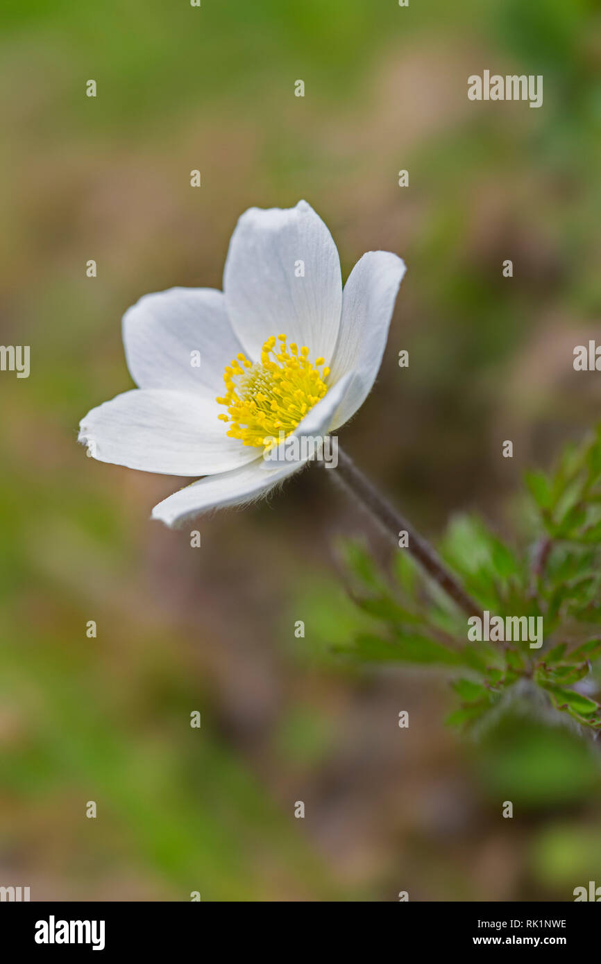 Alpine Küchenschelle/alpine Anemone/weiß Pasque flower (Pulsatilla alpina) in Blüte in den Europäischen Alpen Stockfoto