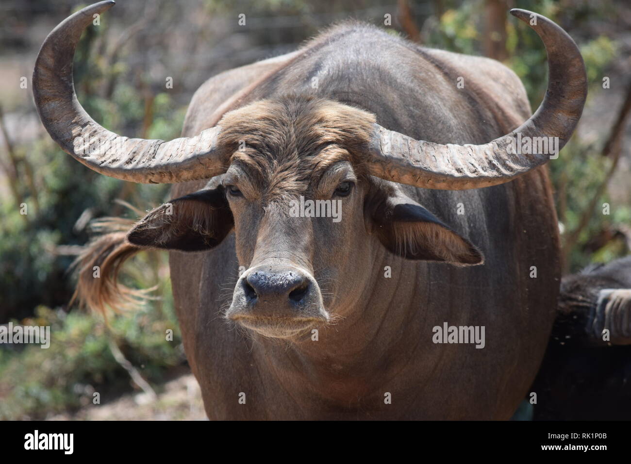 Eine verärgerte suchen Buffalo ermöglicht jeder wissen, wer Chef ist Stockfoto