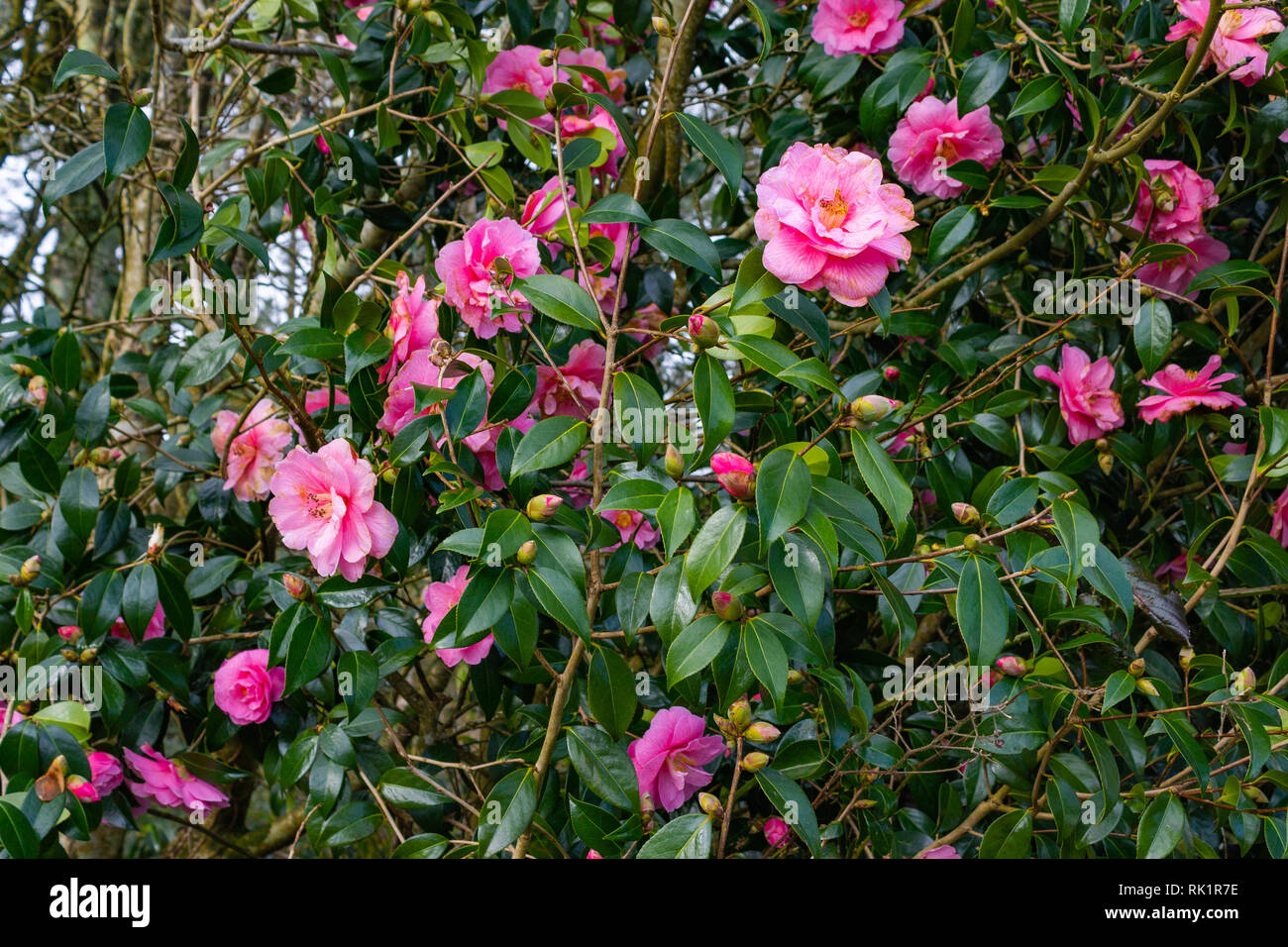 Camellia williamsii x Spende Strauch oder Busch in voller Blüte rosa Blumen Stockfoto