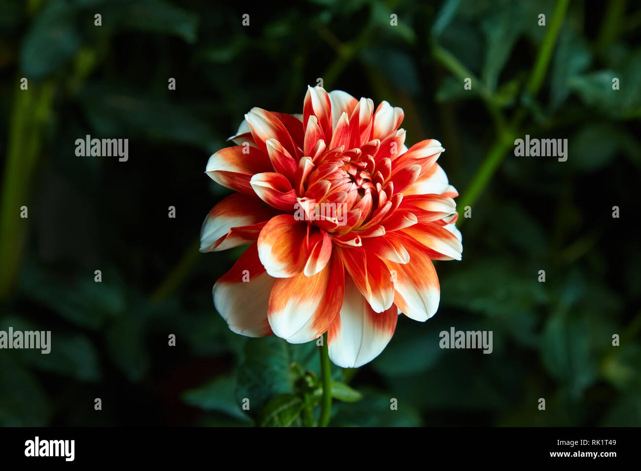 In der Nähe der großen weißen und roten Dahlien Blumen draußen wachsen auf einem dunklen Hintergrund, studio flash wird verwendet Stockfoto