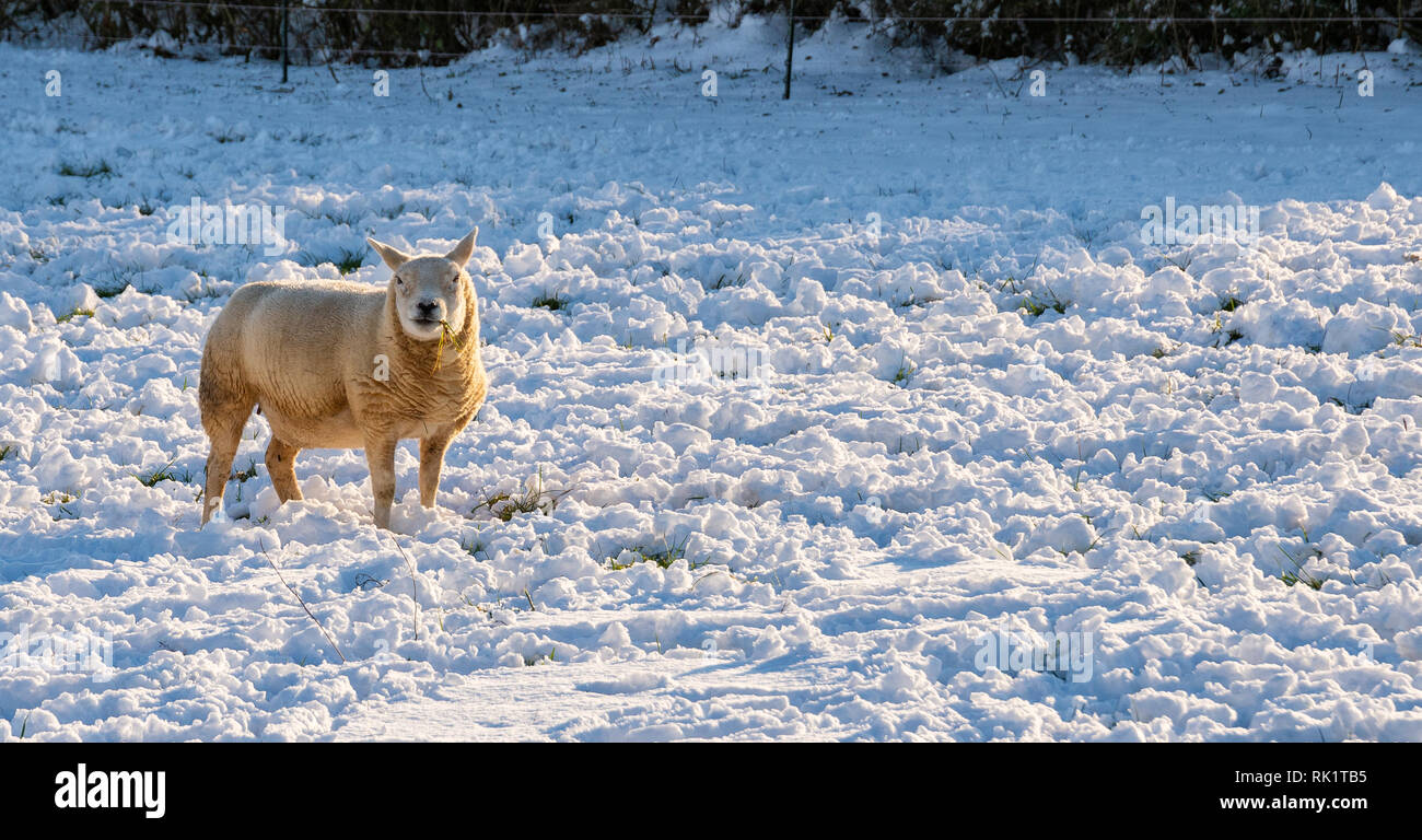 Winter 2019 Schafe im Schnee; Cotswolds; in der Nähe von Stroud; England; Vereinigtes Königreich Stockfoto