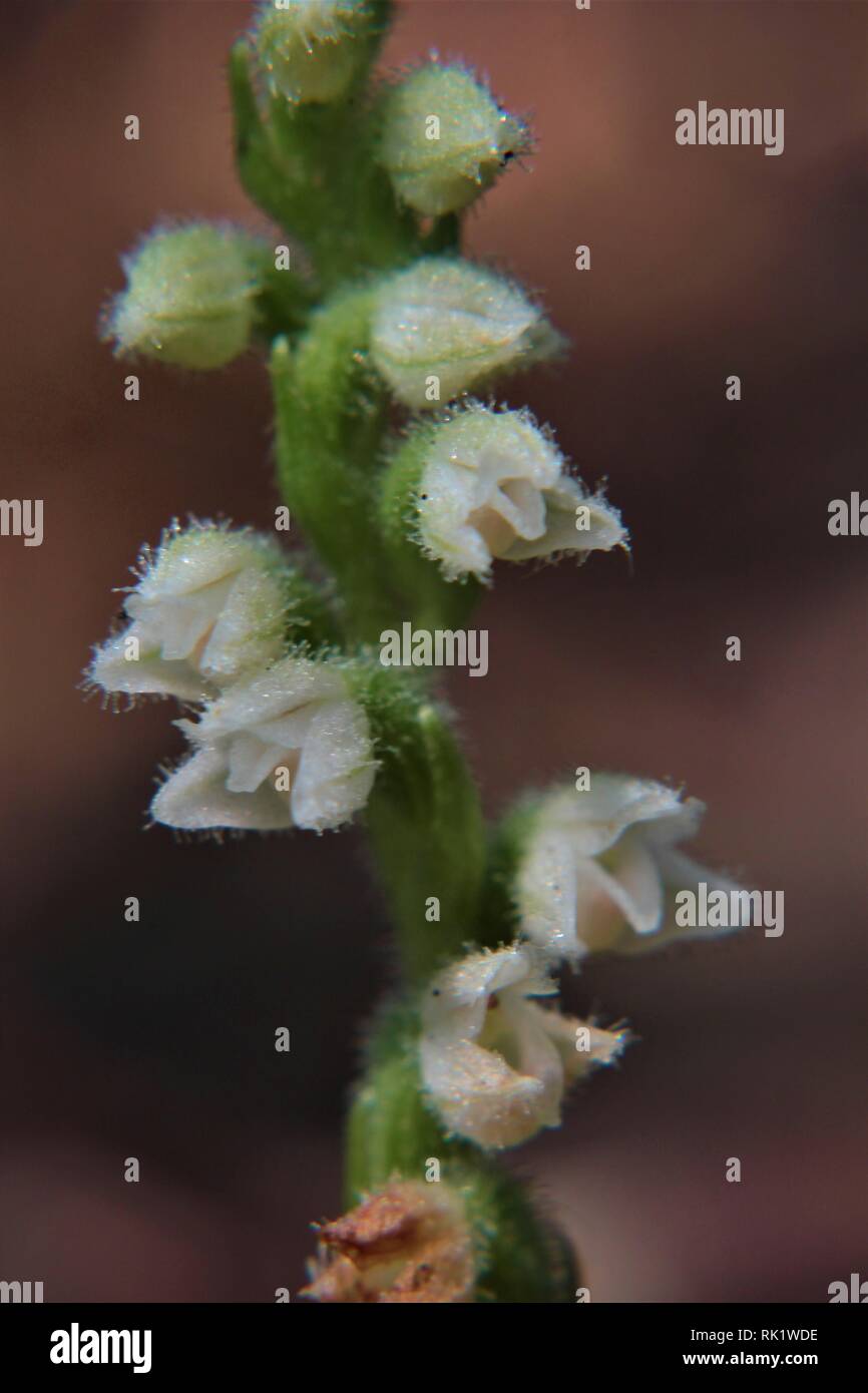 Goodyera repens Deutschland Stockfoto