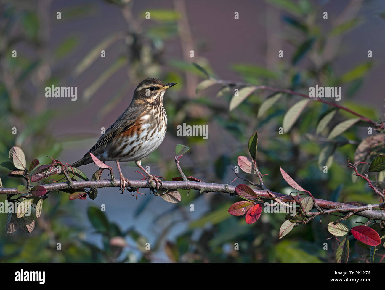 Redwing-Turdus iliacus Sitzstangen auf Cotoneaster Beeren. Winter. Stockfoto