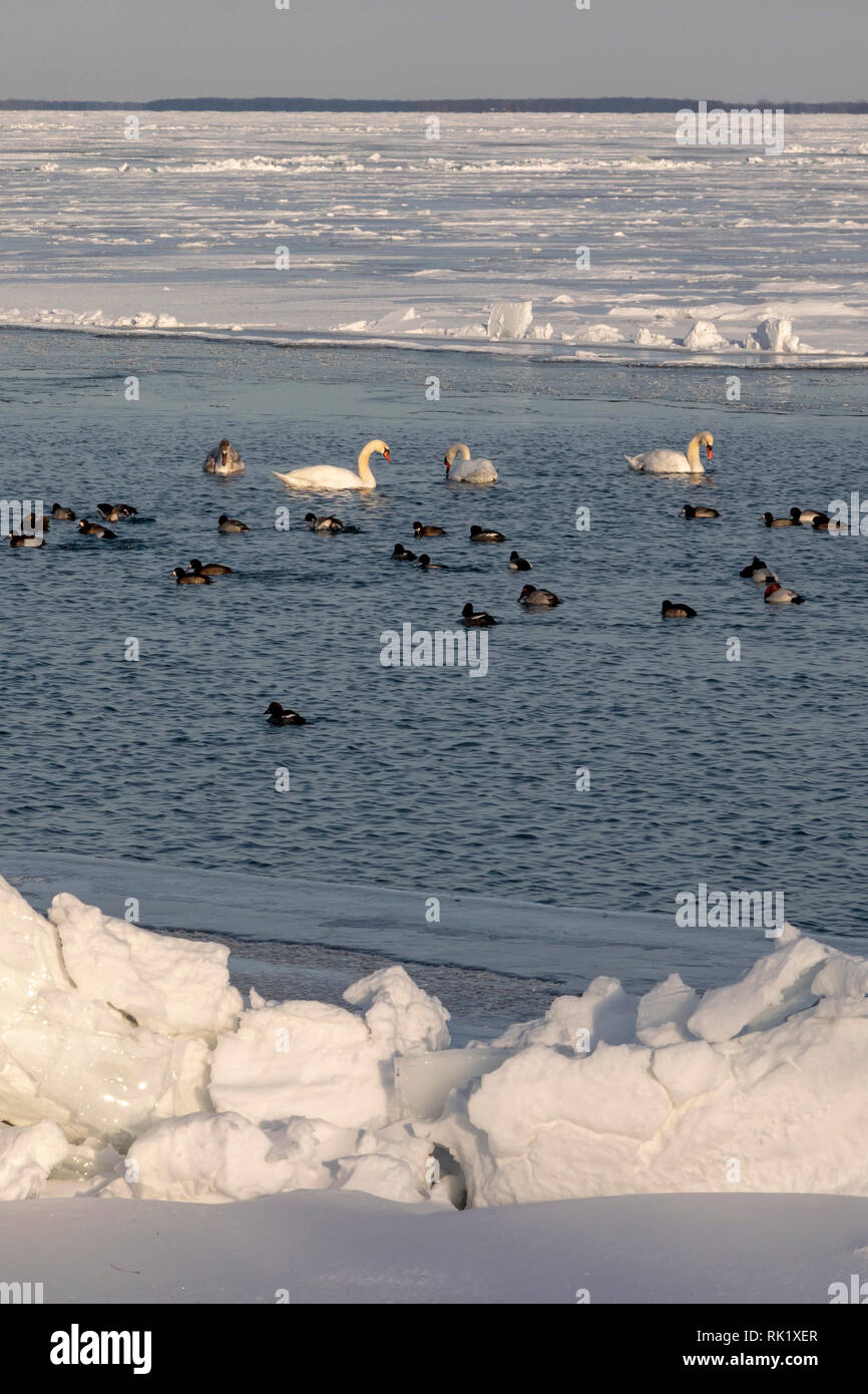 Harrison County, Michigan - Höckerschwäne (Cygnus olor) mit Enten in meist - frozen Lake St. Clair im Winter. Stockfoto