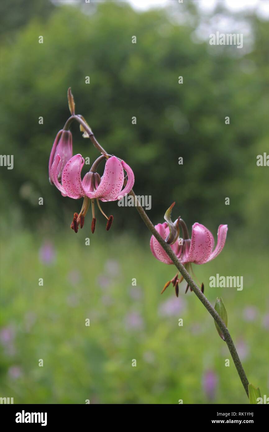 Der Türke Cap Lilie (Lilium martagon) Stockfoto