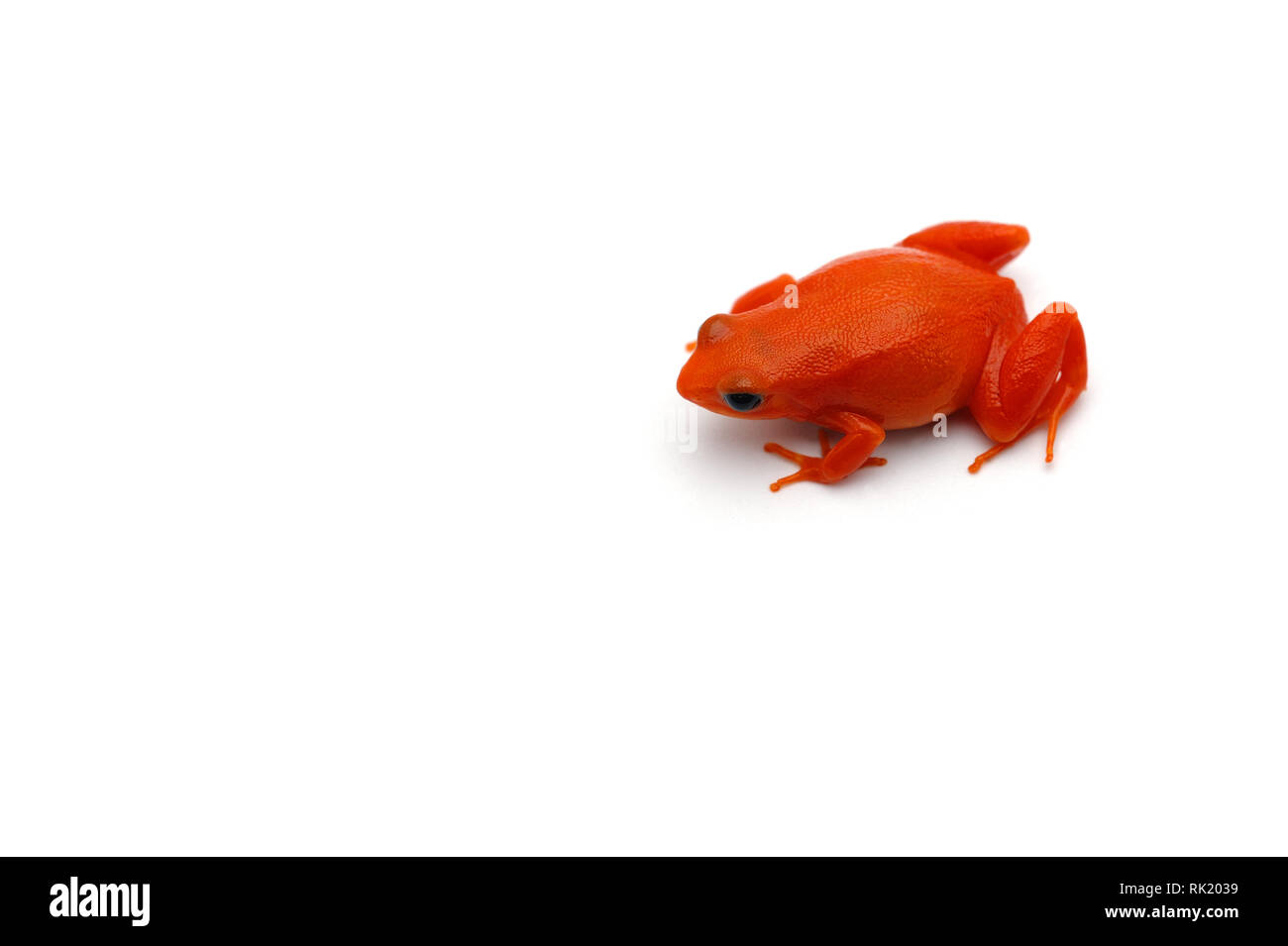 Die Golden Frog mantella auf weißem Hintergrund Stockfoto