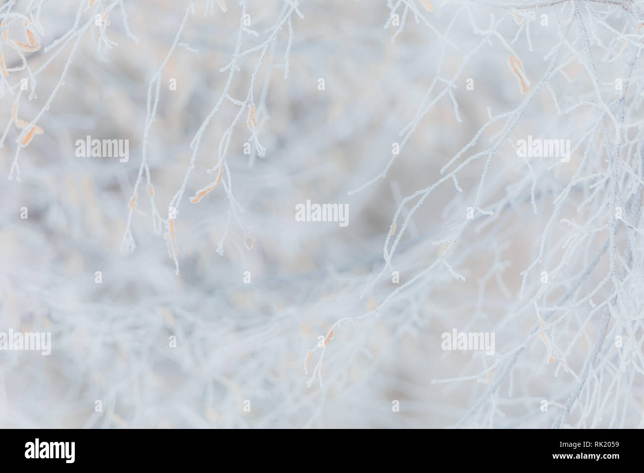 Nahaufnahme der eisigen gefrorene Äste mit trockenem Laub hängenden isoliert. Schönheit der winterlichen Jahreszeit Konzept. Horizontale Farbfotografie. Stockfoto