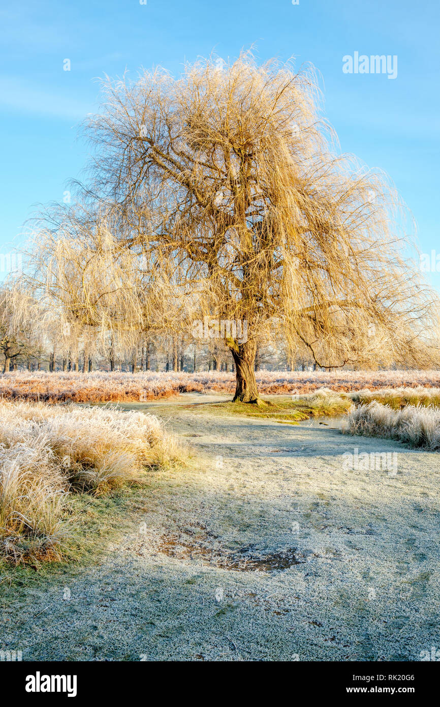 Weide Salix am Bushy Park Hampton London England Stockfoto