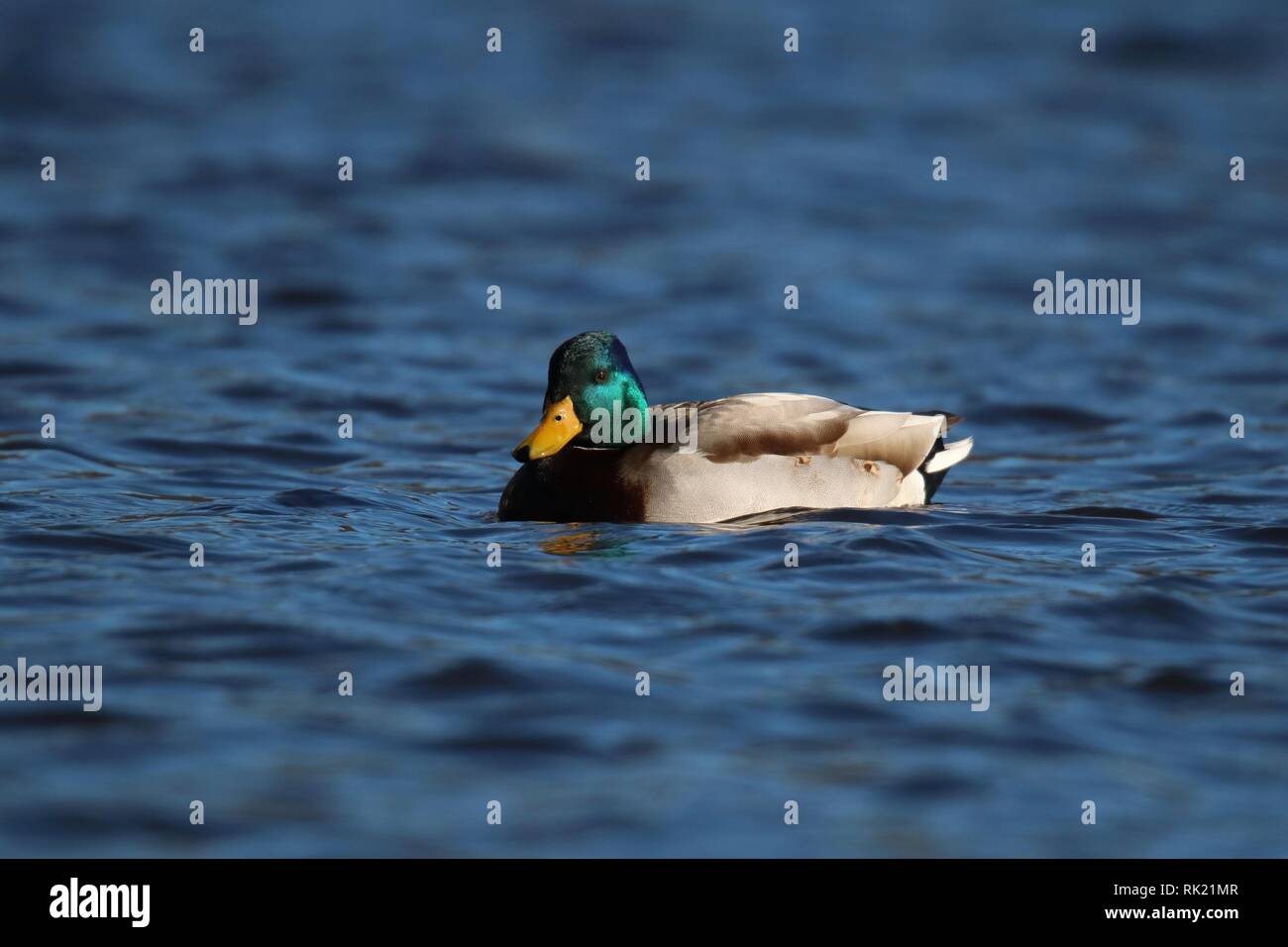 Eine männliche oder Erpel Stockente Anas platyrhynchos Schwimmen auf einem blauen Teich Stockfoto