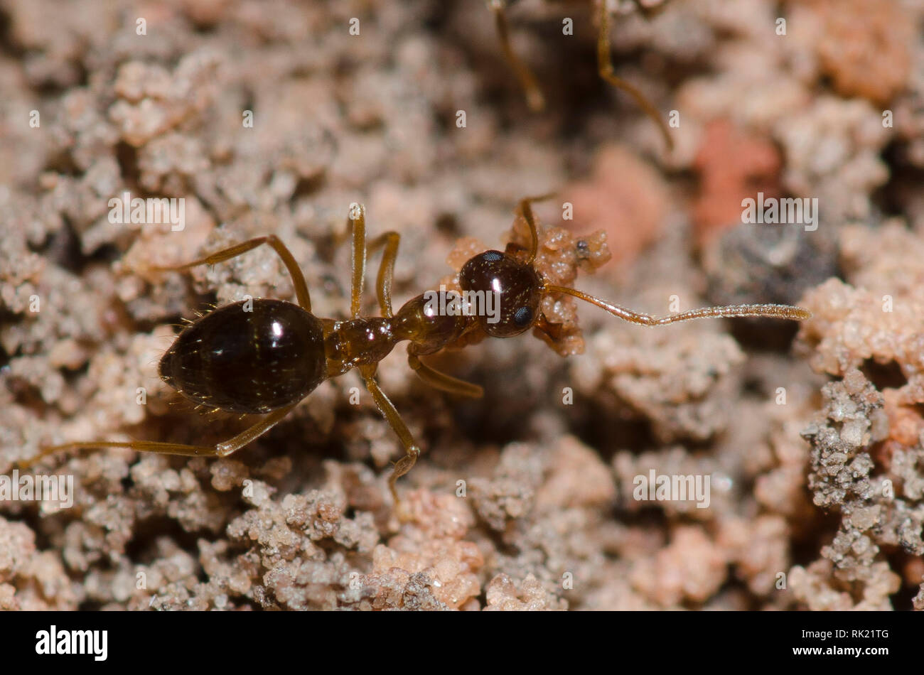 Falsche Honig, Prenolepis imparis Ant Stockfoto