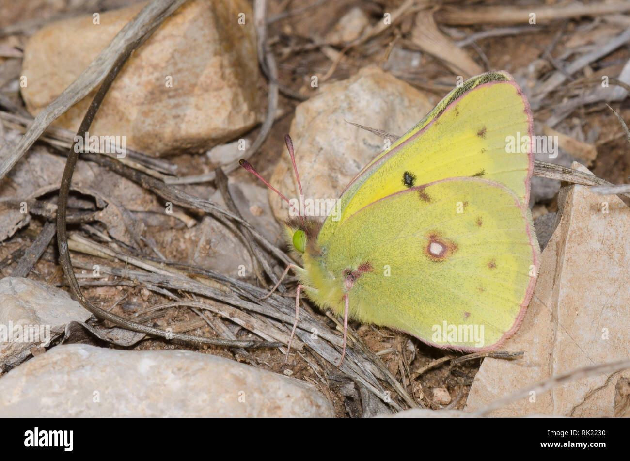 Orange Schwefel, Colias eurytheme Stockfoto