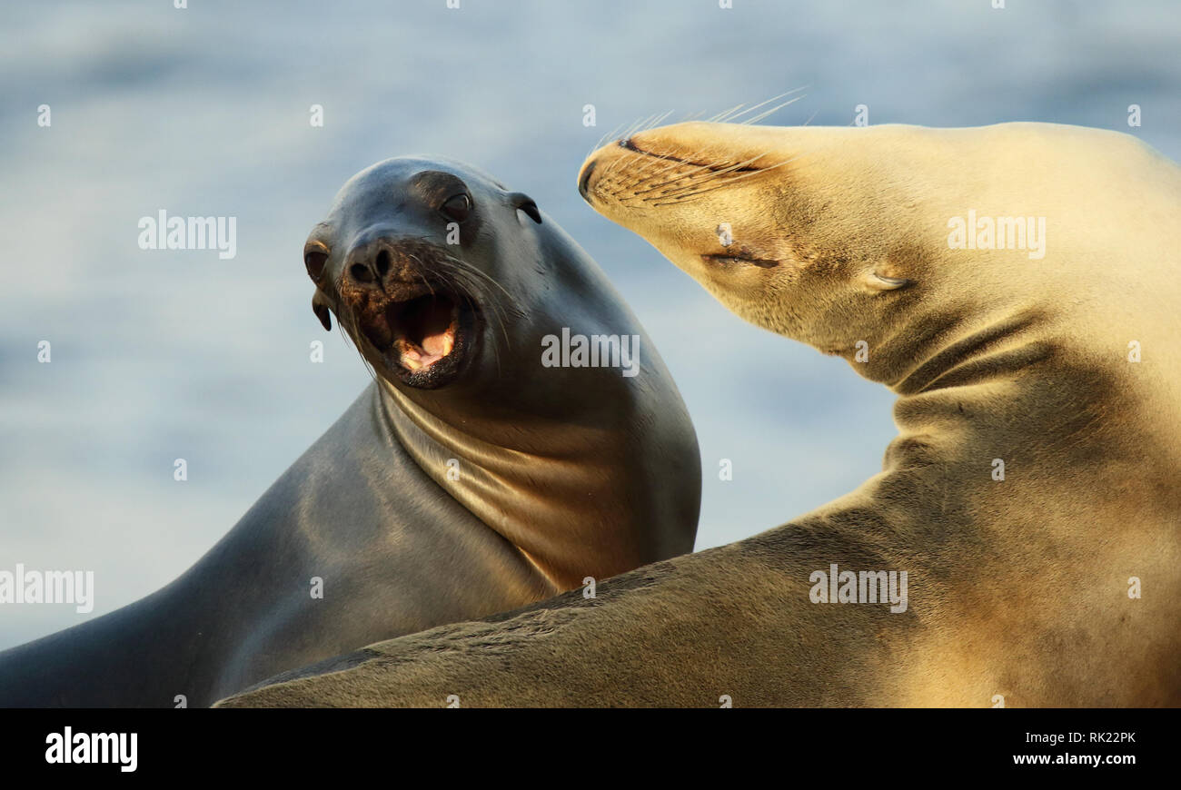 Kontrastierende Arten des ruhenden und spielen Kalifornischen Seelöwen Stockfoto