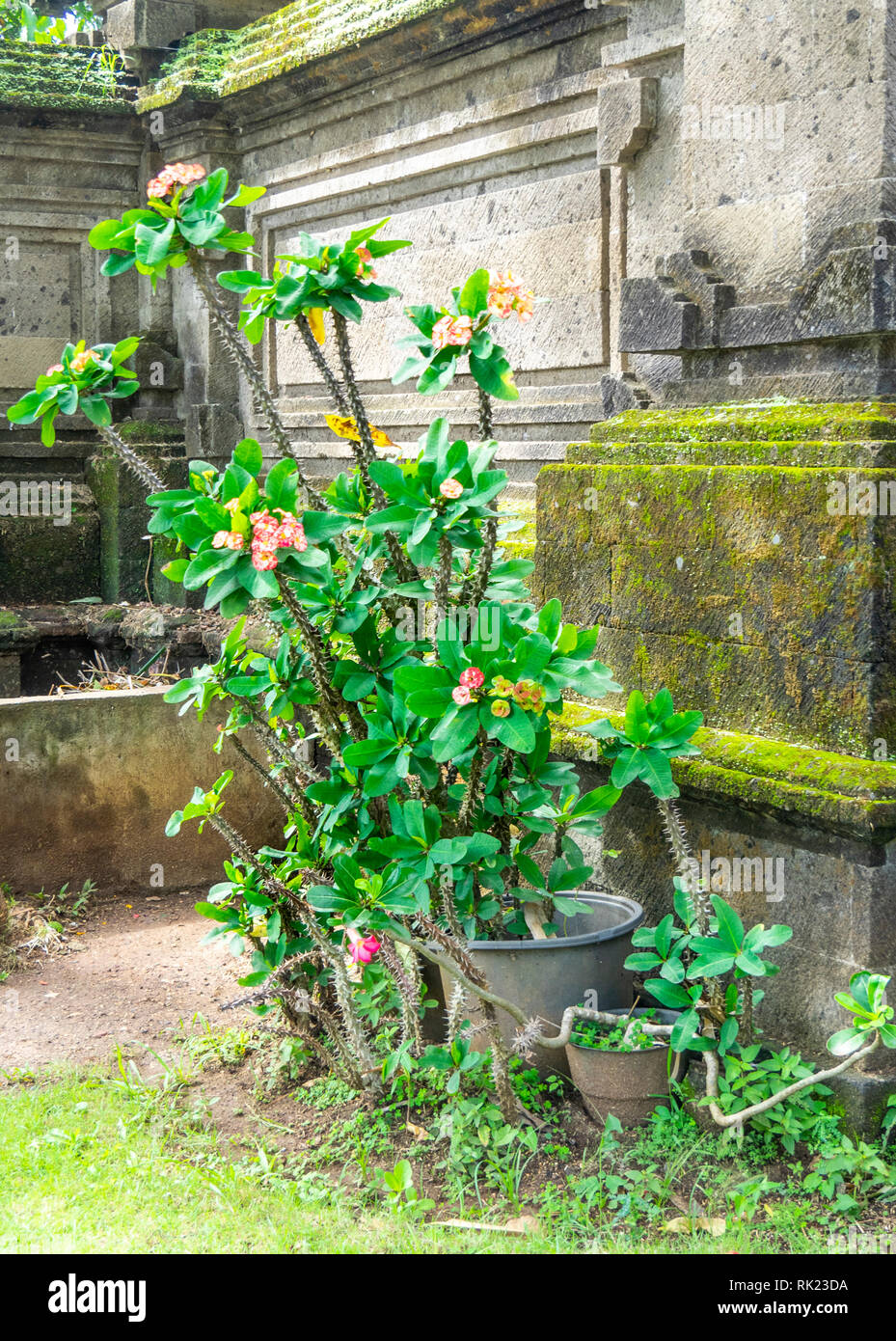 36+ Kleiner Tempel Im Garten, Dieser verfügt über ein schickes,
