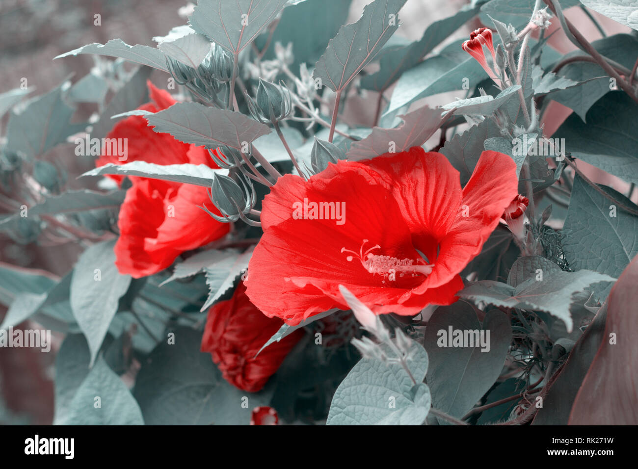 Trendige Farben Hibiskus Blume Nahaufnahme Stockfoto