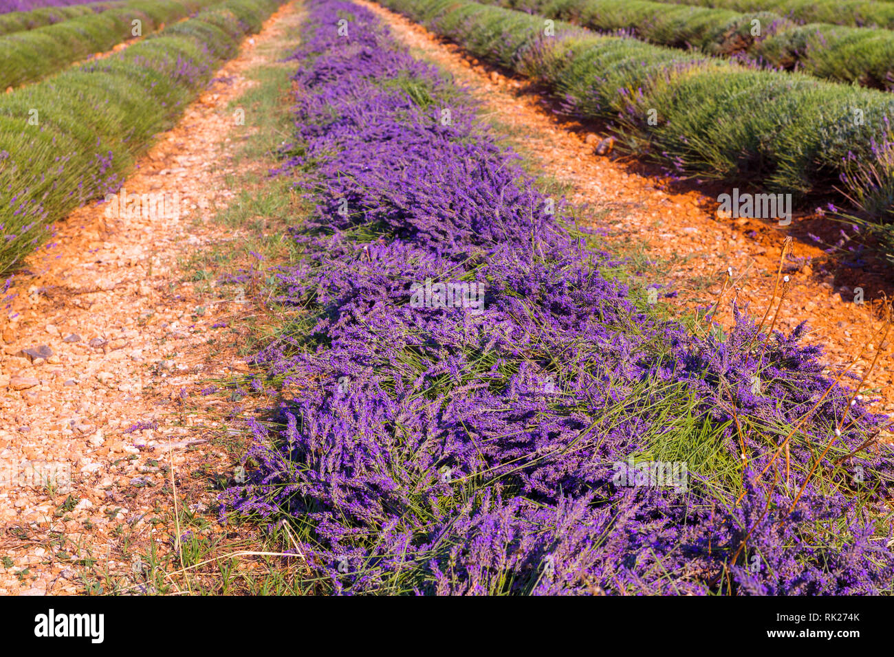 Lavendelfeld Ernte in der Nähe von valensole Provence in Frankreich, Europa Stockfoto