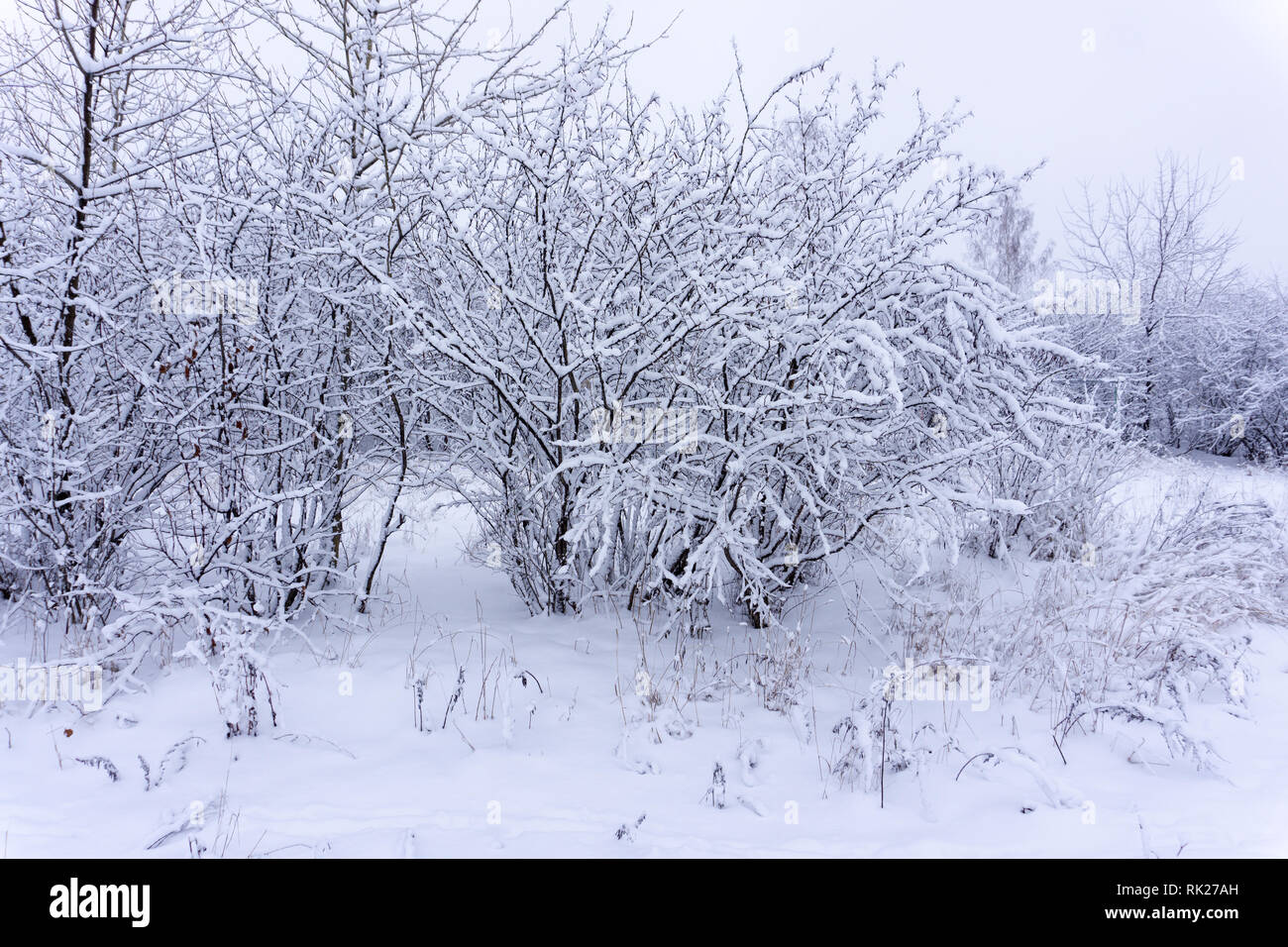 Bäume mit Schnee im Winter Reise, Wetter, Stockfoto
