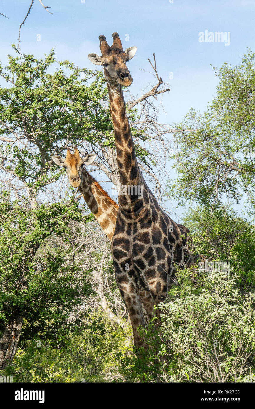 Zwei angolanische und namibische Giraffen - Giraffa Camelopardalis - mit der Youngster aus Peering von hinter der männlichen, in der Nähe von Klein Namutoni in Etosha. Stockfoto