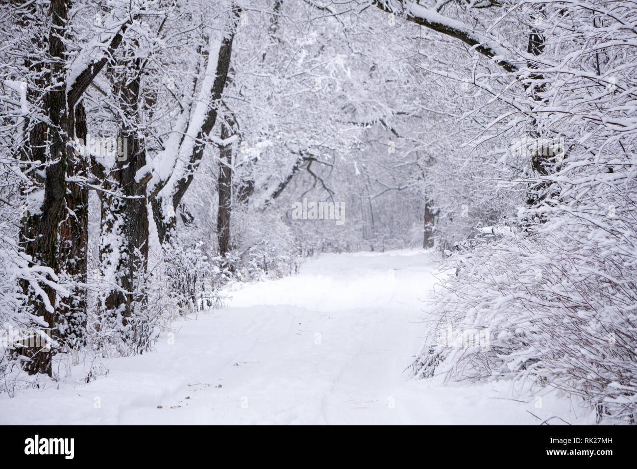 Winterlandschaft Urlaub idyllische Licht Magie Nebel natürliche, Stockfoto