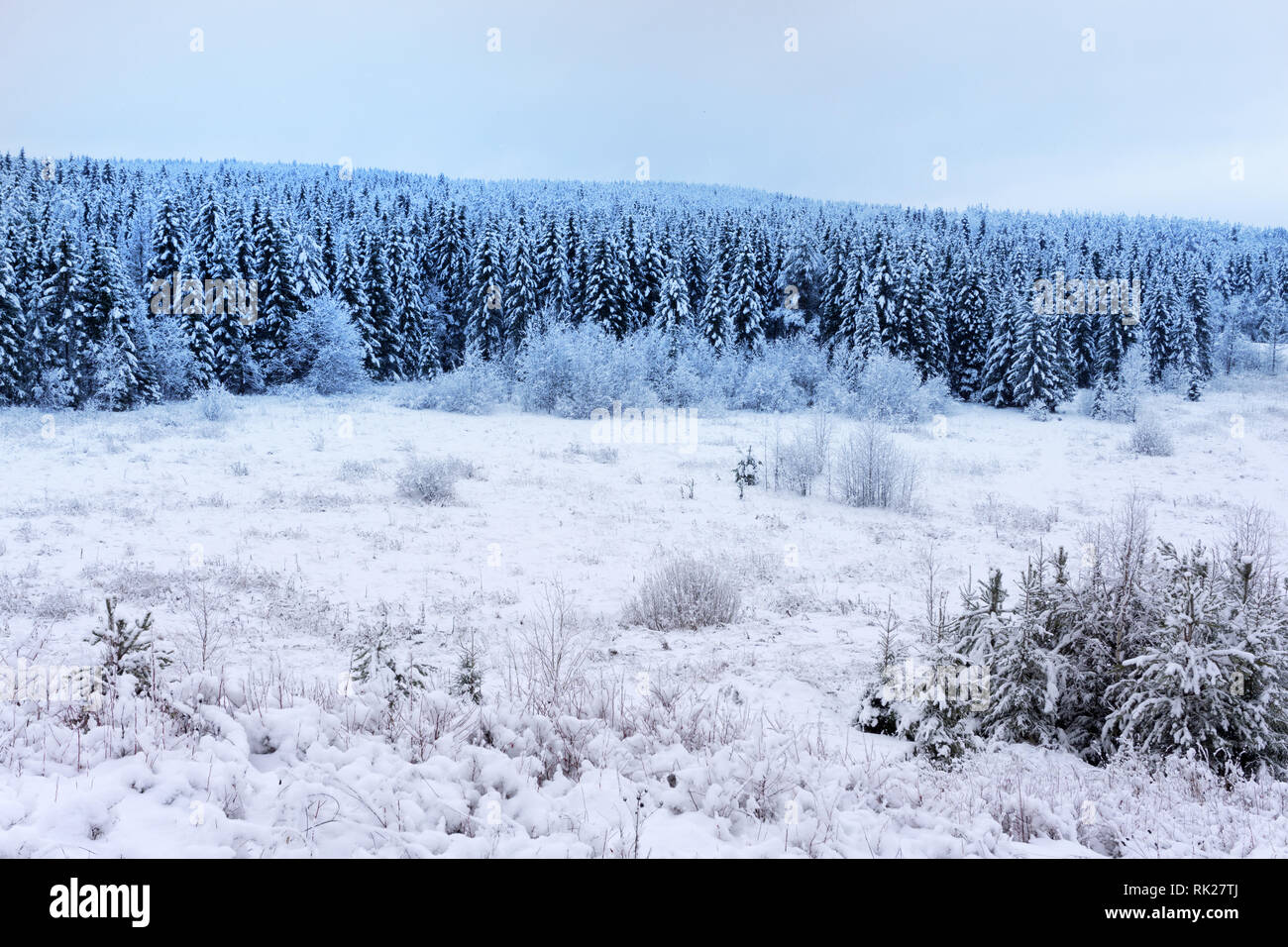 Ein einzelner Baum in einem Feld bei Sonnenuntergang. Winterlandschaft natürlichen Hintergrund. Stockfoto