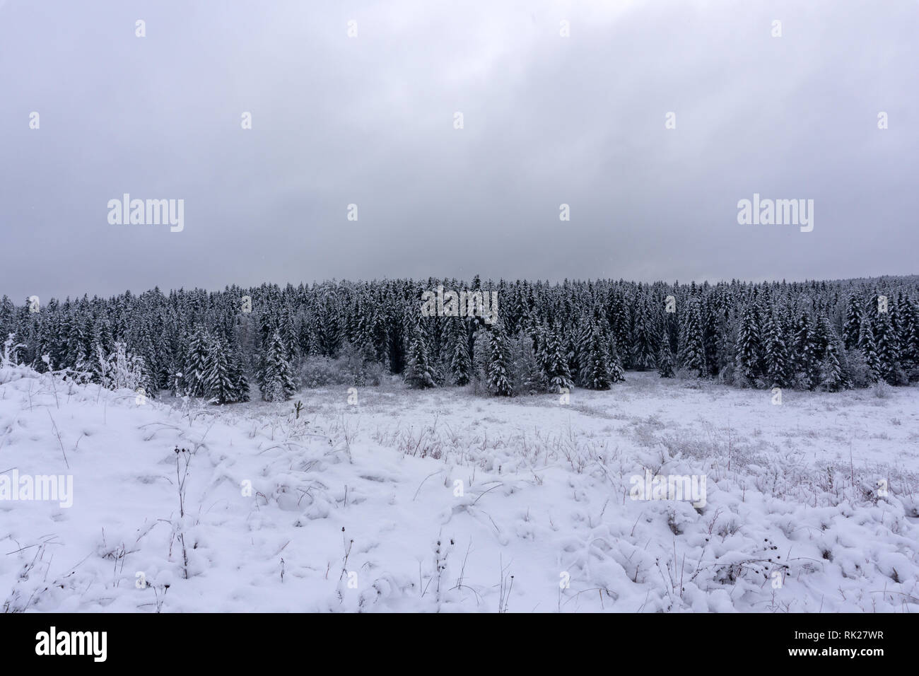 Ländliche Landschaft, Feld und Bäume in der frostigen Morgen. Stockfoto