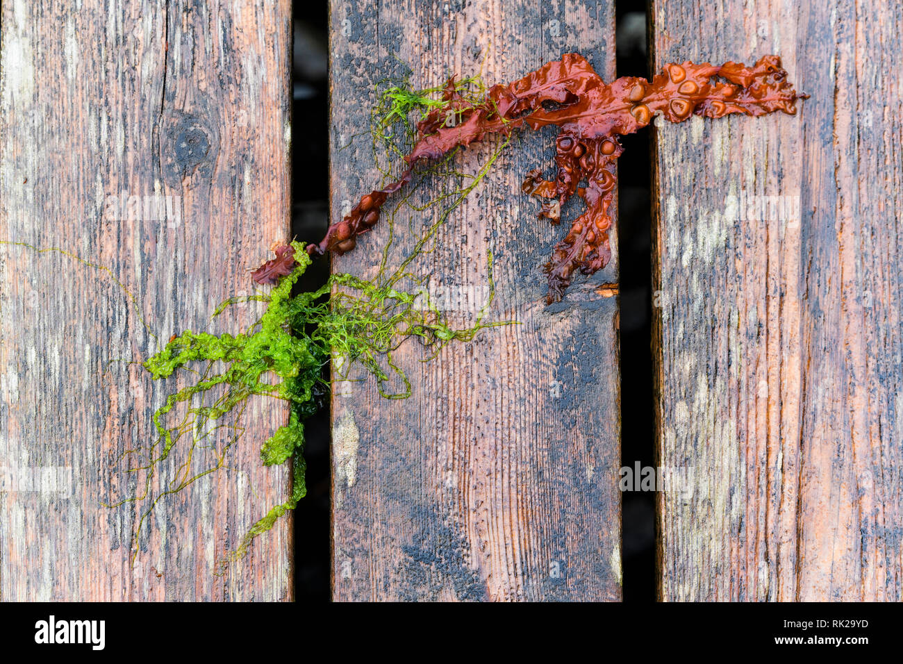 Unkraut wachsen durch alte Holzzaun, Vollbild, Nahaufnahme Stockfoto