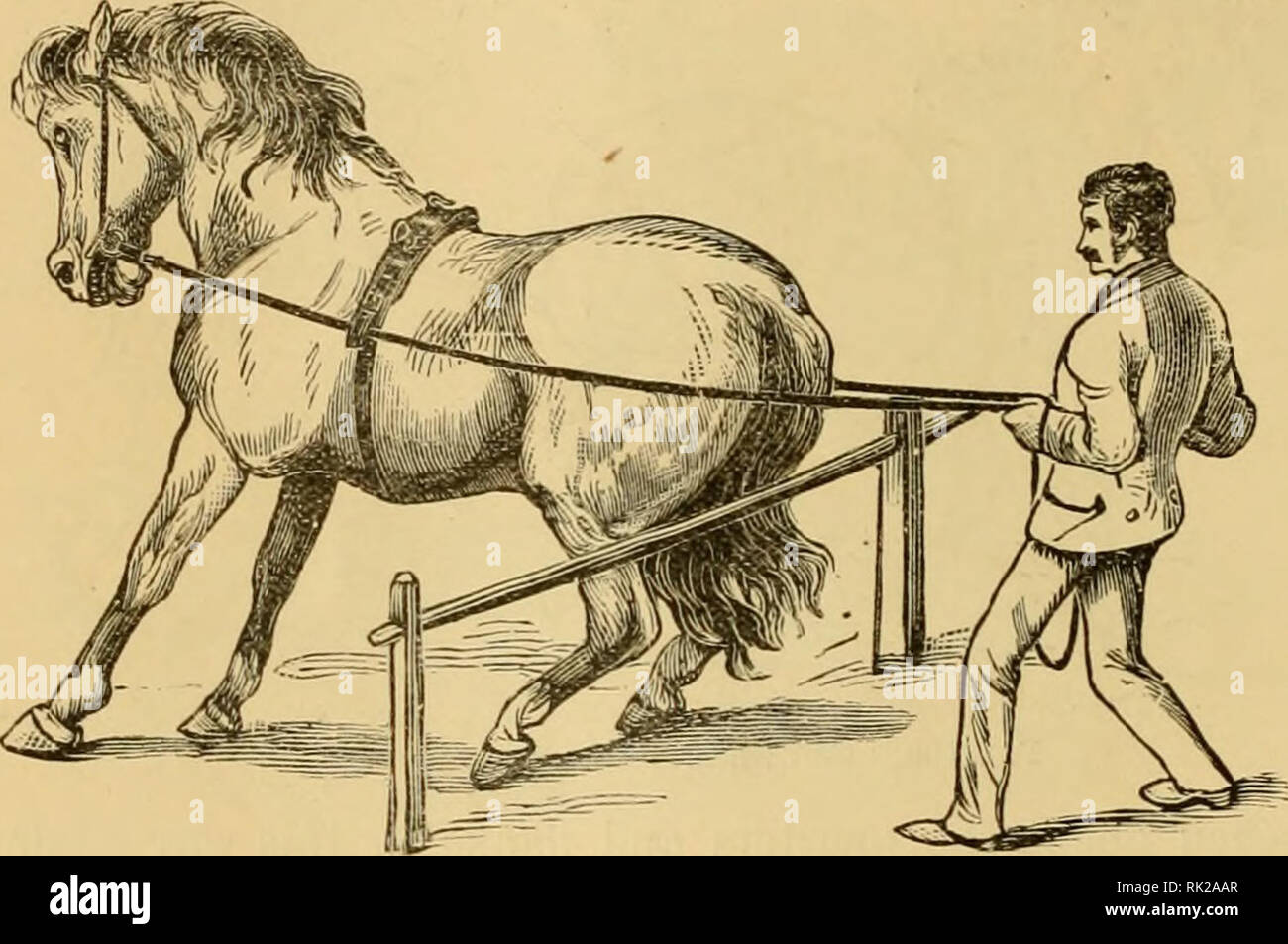 . Die Kunst der Zähmung und Erziehung das Pferd: Ein System, das einfach und praktisch die Unterwerfung der wilde und bösartige Pferde... : Der einfachsten, humane und effektive in der Welt: mit Details des Managements bei der Unterwerfung der über vierzig Vertreter bösartige Pferde, und die Geschichte der persönlichen Erfahrung des Autors: Zusammen mit Kapiteln über Fütterung, Einstallung, Beschlagen.... Pferde; Pferde; Pferde; CHR 1887; PRO Smith, James Somers, Jr. (Spender). 106 COLT TEAINING. Eine scharfe, Harken Ruck liiin Zurück zu ein wenig, und Torf, bis er wieder wie gewünscht. Nicht zwingen ihn zu Ba Stockfoto