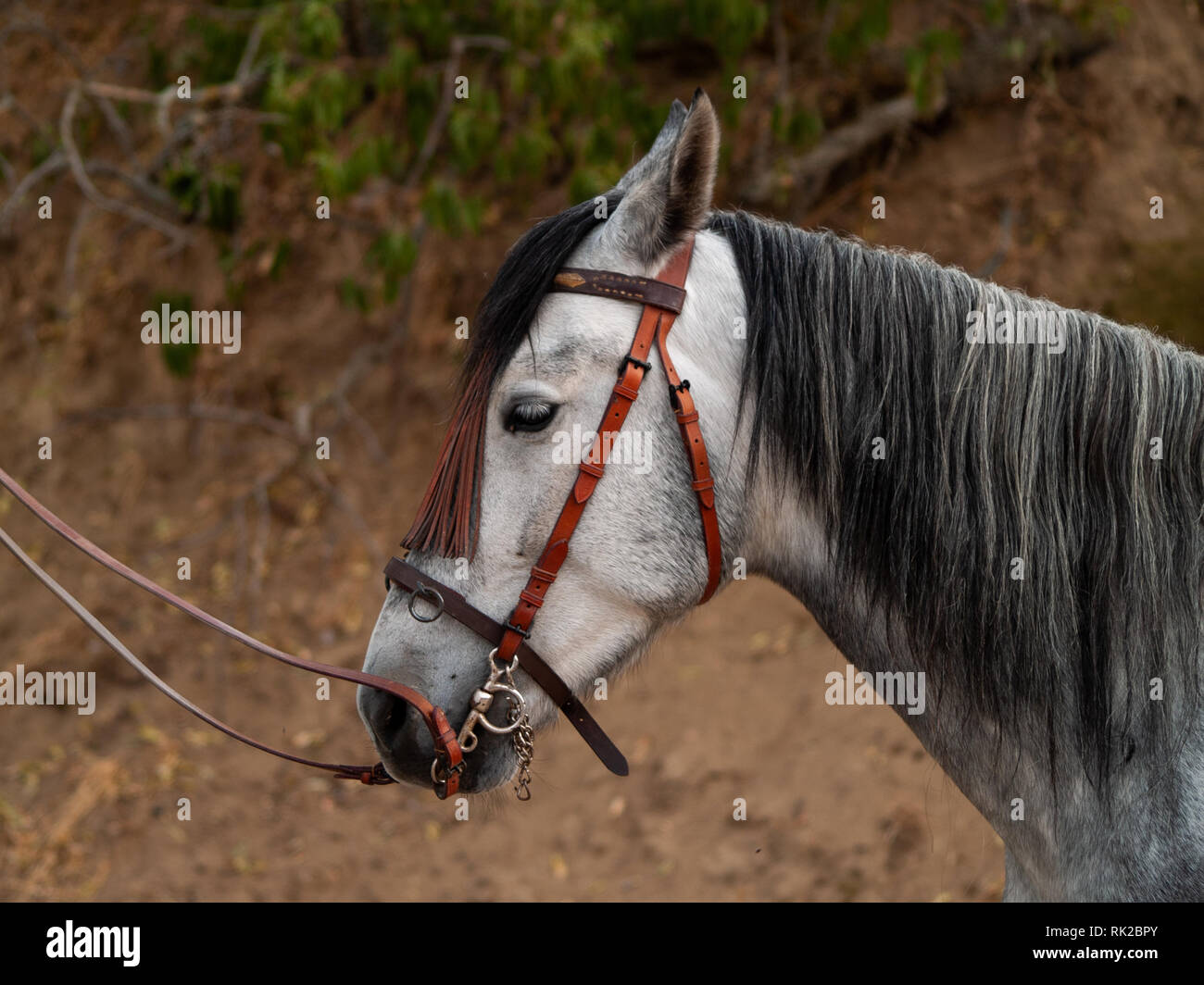Ein Pferd mit dem Zügel auf dem Bauernhof platziert Stockfoto