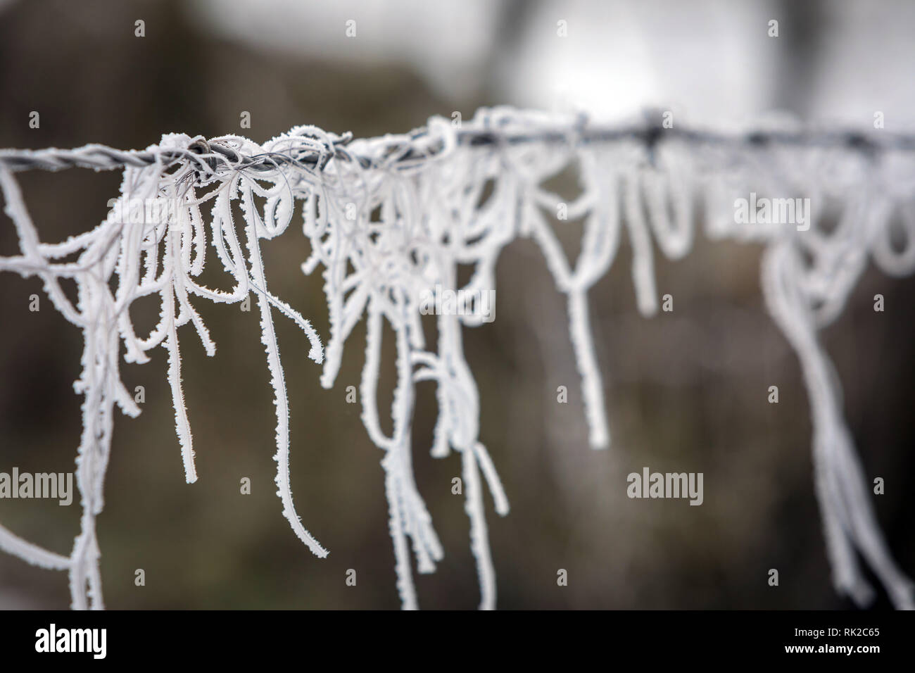 Reim auf Stränge hängend von Stacheldraht an einem kalten Wintertag Stockfoto
