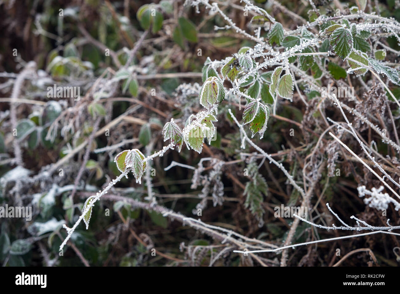 Reim auf Blackberry Zweige an einem kalten Wintertag Stockfoto