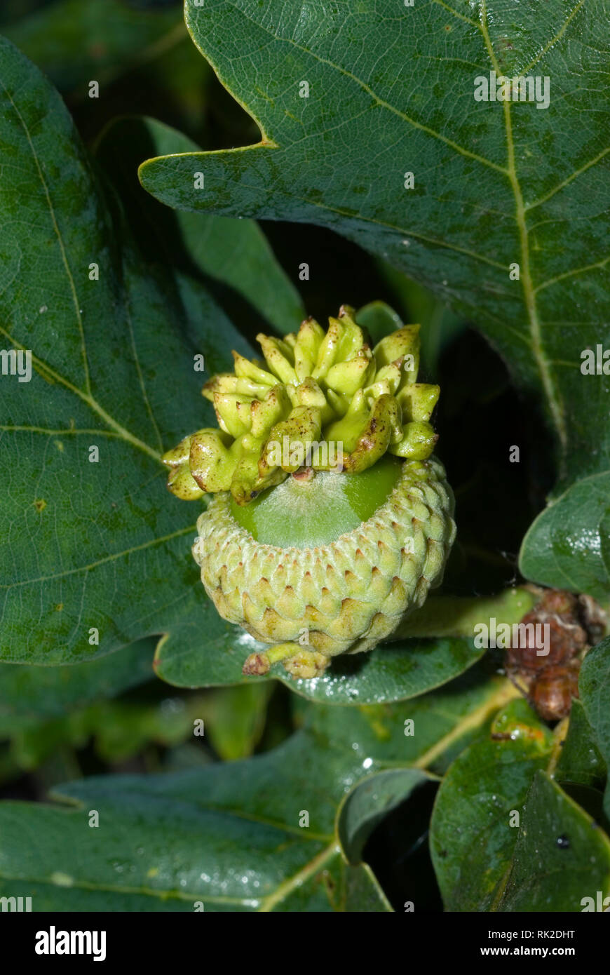 Knopper gall Stockfoto