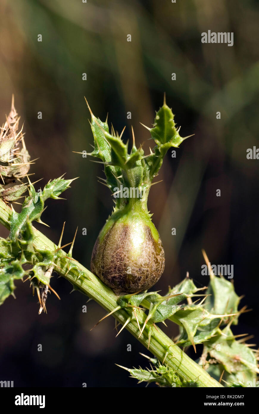 Thistle Gall Stockfoto