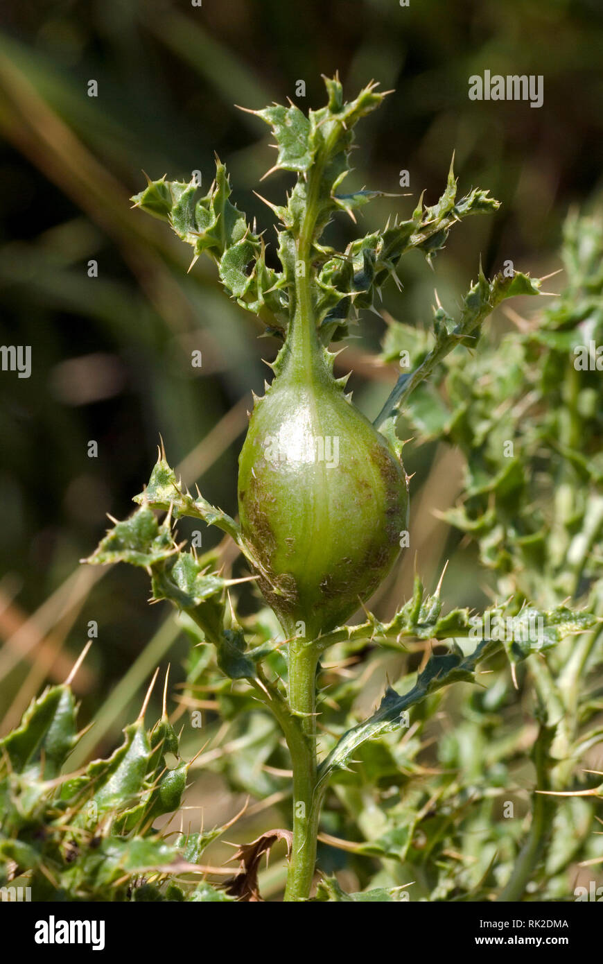 Thistle Gall Stockfoto