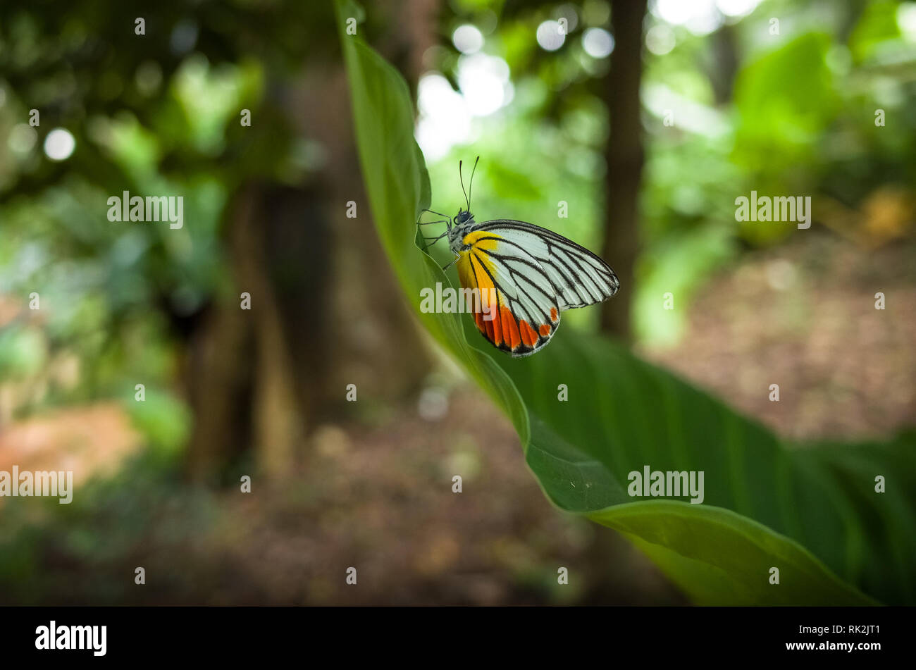 Malte Isebel Schmetterling in grün Singapur Dschungel der Fort Canning Park Stockfoto