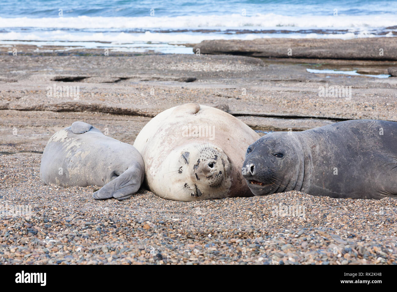 Seeelefanten am Strand ganz nah, Patagonien, Argentinien. Isla Escondida Beach. Argentinische wildlife Stockfoto