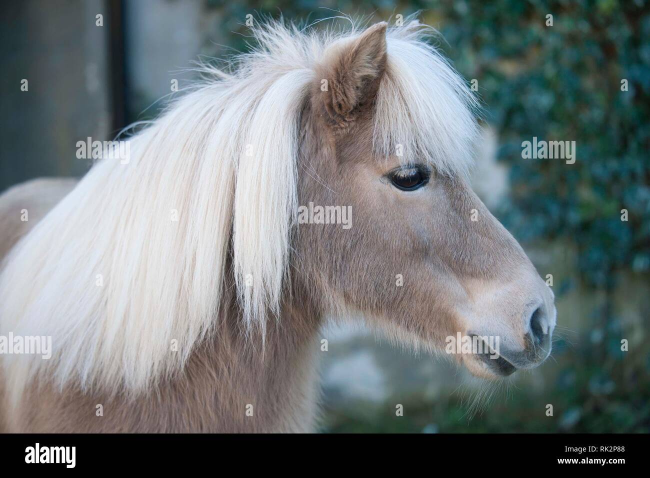 Shetland Pony Kopf Portrait Farbe palamino Stockfoto