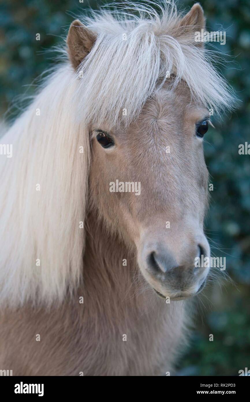 Shetland Pony Kopf Portrait Farbe palamino Stockfoto