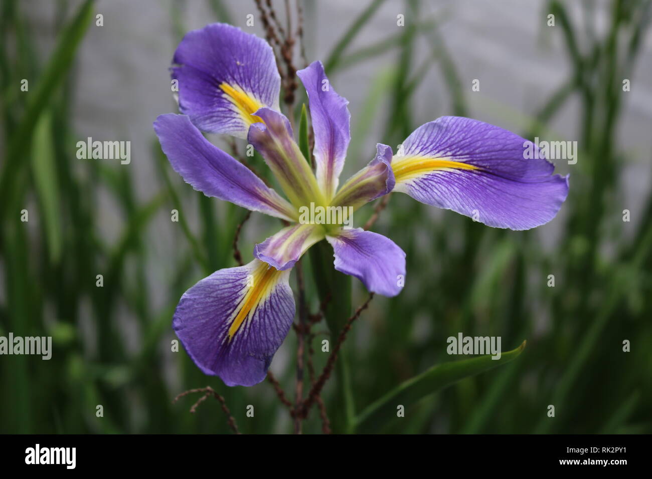 Calloway Gärten, Georgien Stockfoto