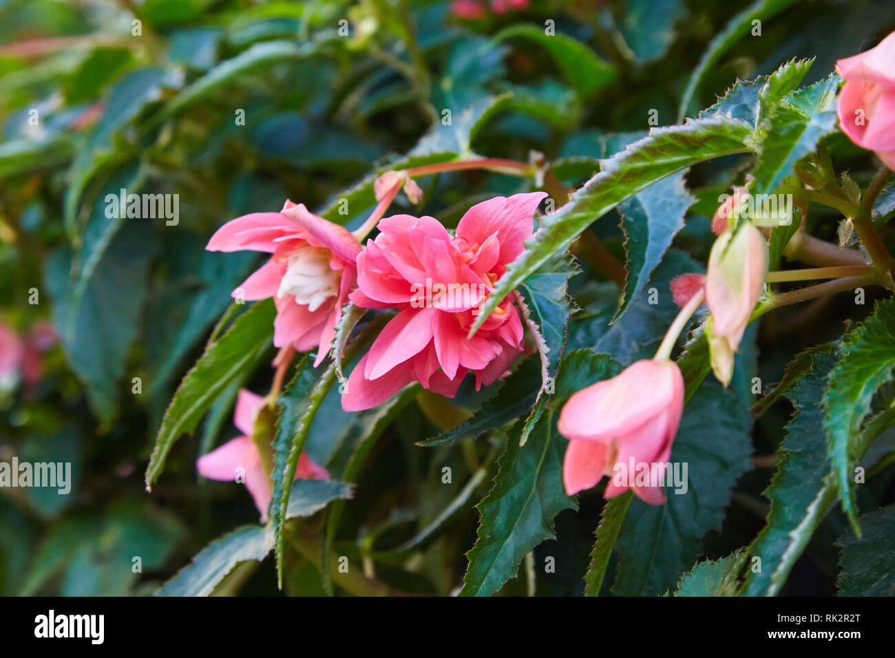 begonie als zimmerpflanze Begonia Ferox  Foliage Dreams