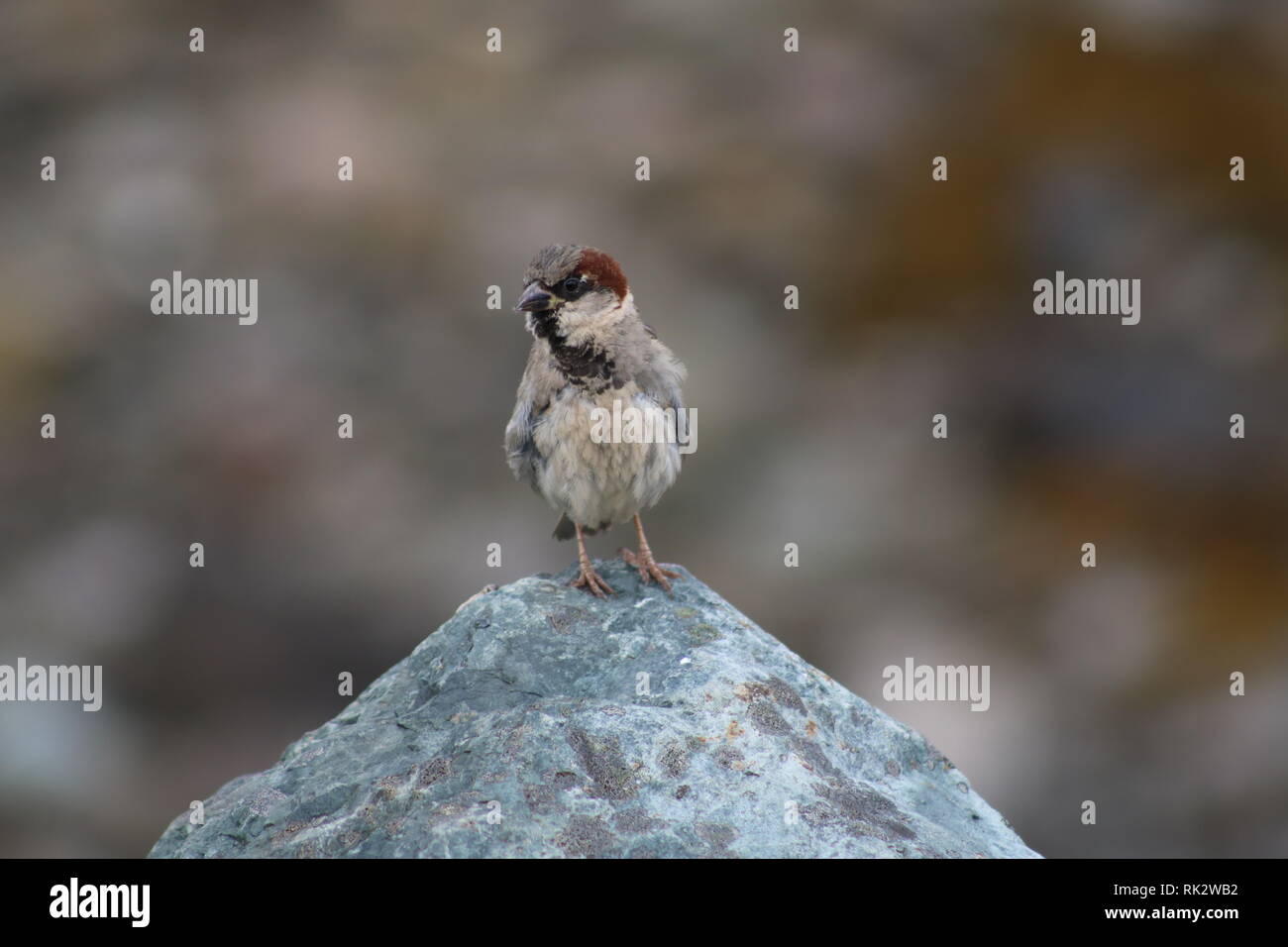 Vogel am Tarbet Fähre Stockfoto