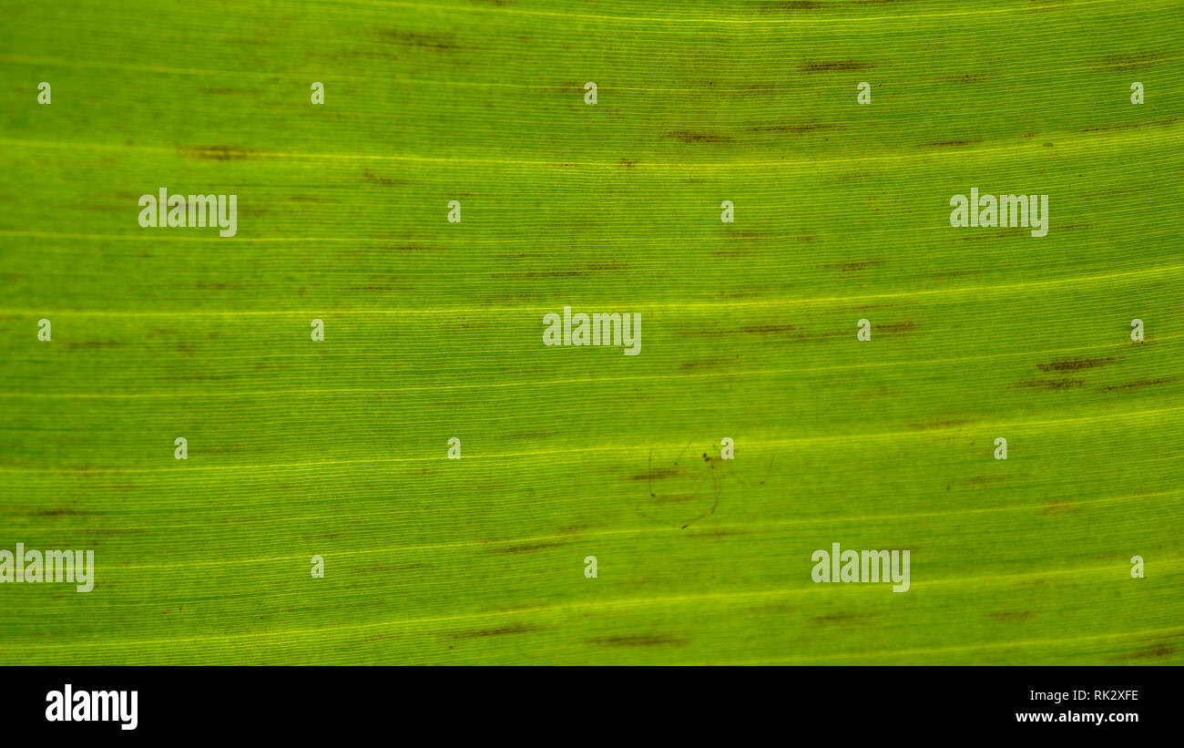 Banana Black Sigatoka Leaf Symptome Stockfoto