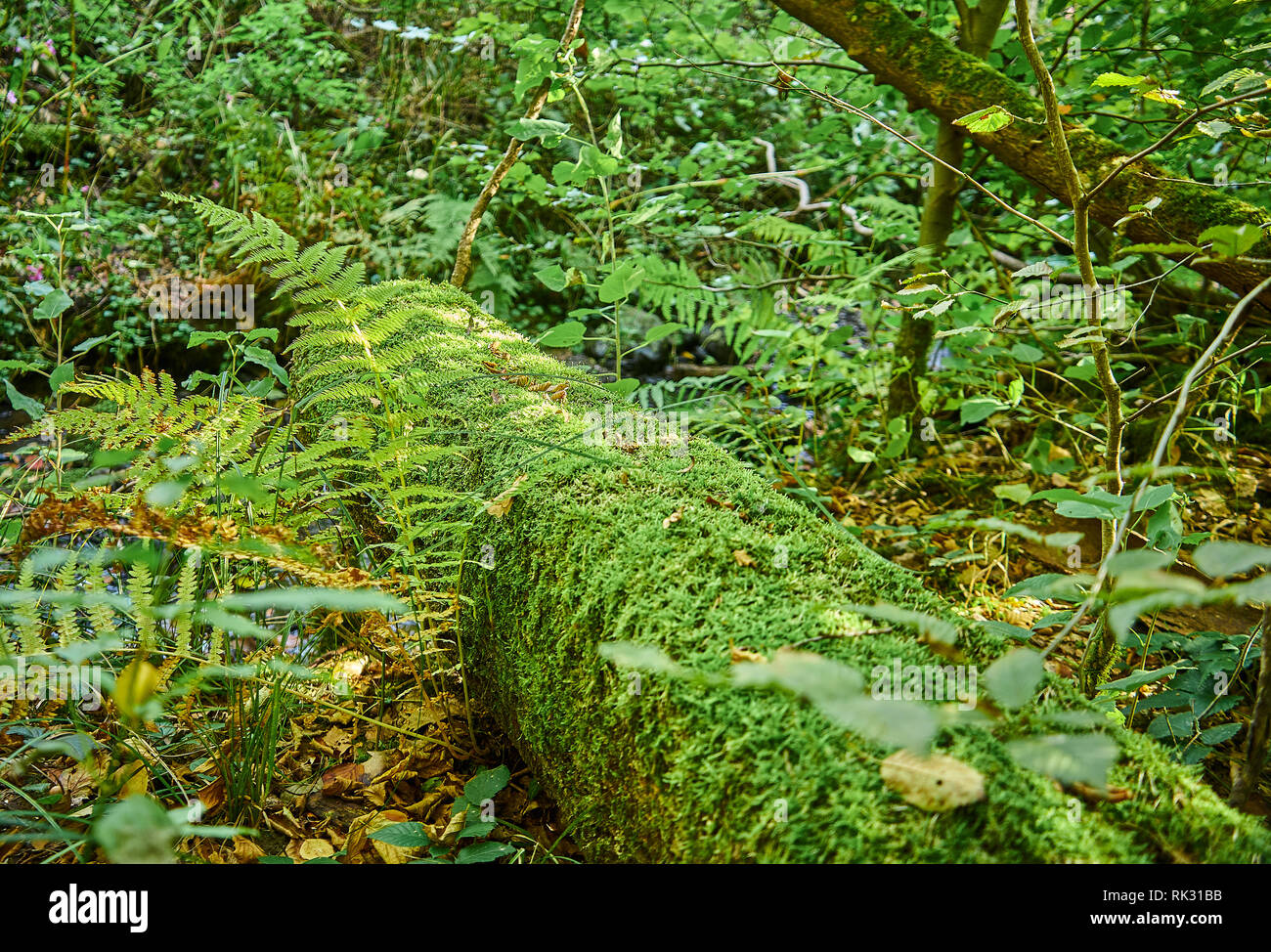 Grünen Wald im Herbst, die Schienen im Sommer in Deutschland zu sein, Wermelskirchen Stockfoto