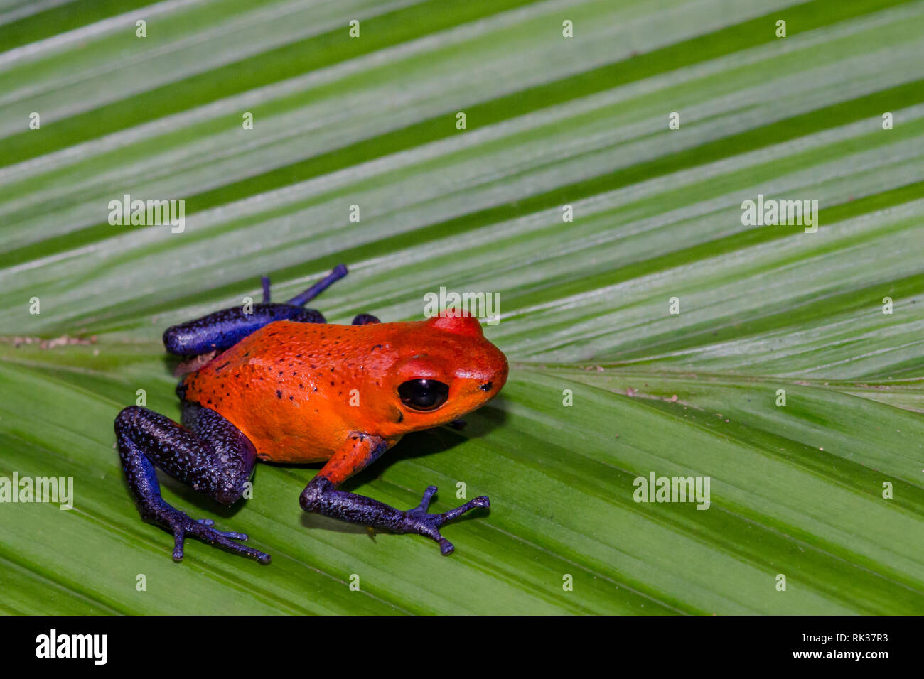 Strawberry Poison Dart Frog (Oophaga pumilio) Stockfoto