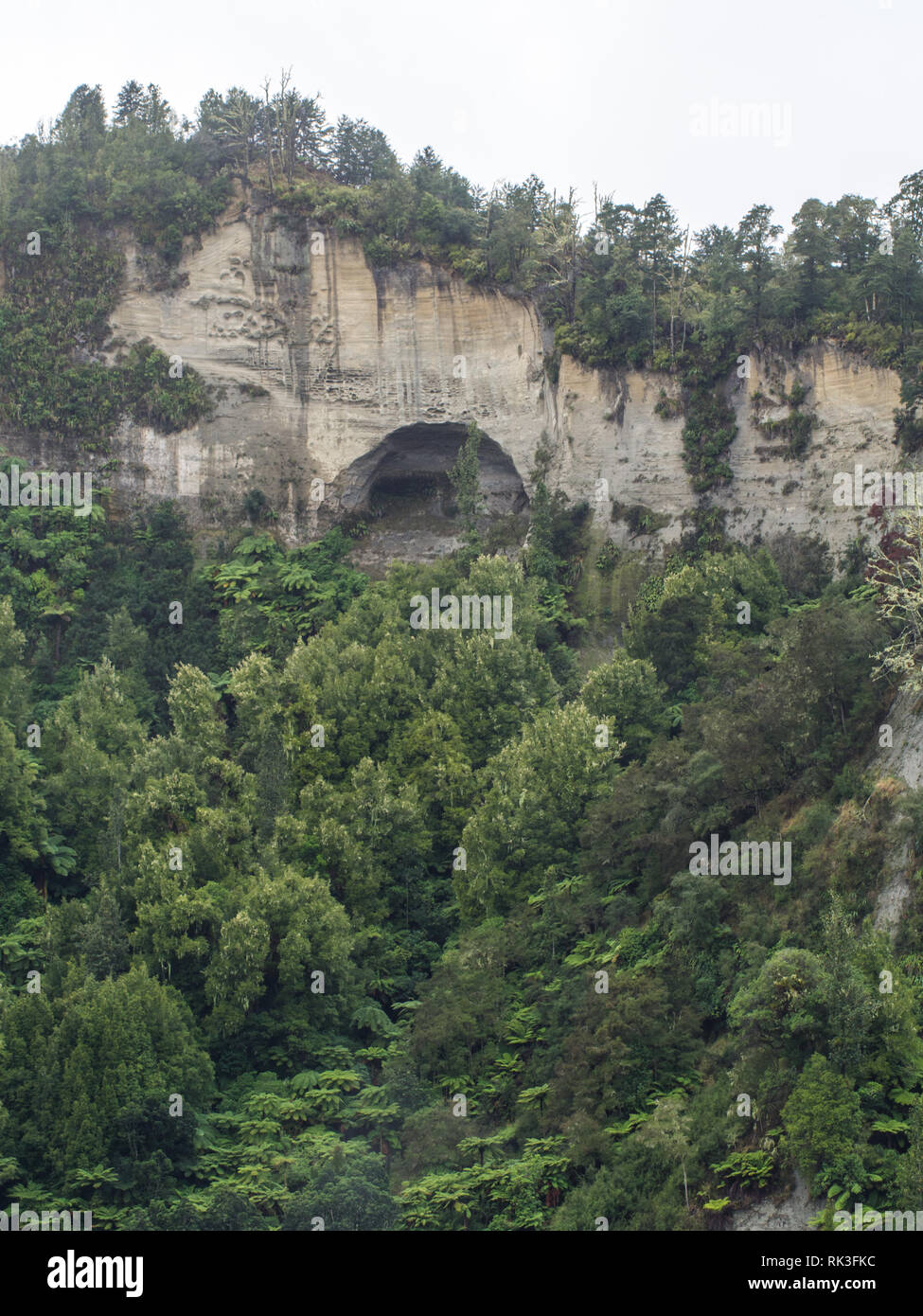 Buche auf Bergrücken oberhalb Sandsteinfelsen, native Wald Bush unten, tawa Bäume und Baumfarne, Ahuahu Tal, Whanganui River, New Zealand Stockfoto