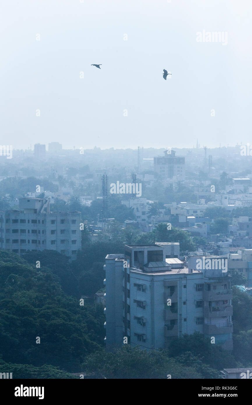 Greifvögel fliegen über der Stadt Chennai durch fliegende Insekten umgeben, mit Zweigen für ihre Nester Stockfoto