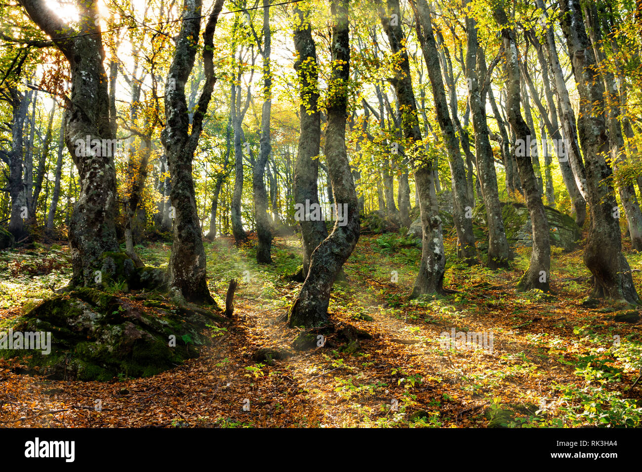 Sonnenstrahlen, die durch dichten Wald Laub Pass, und den schönen leuchten Farben der Herbst. Babin zub. Schönen Gipfel des Balkangebirges. Stockfoto