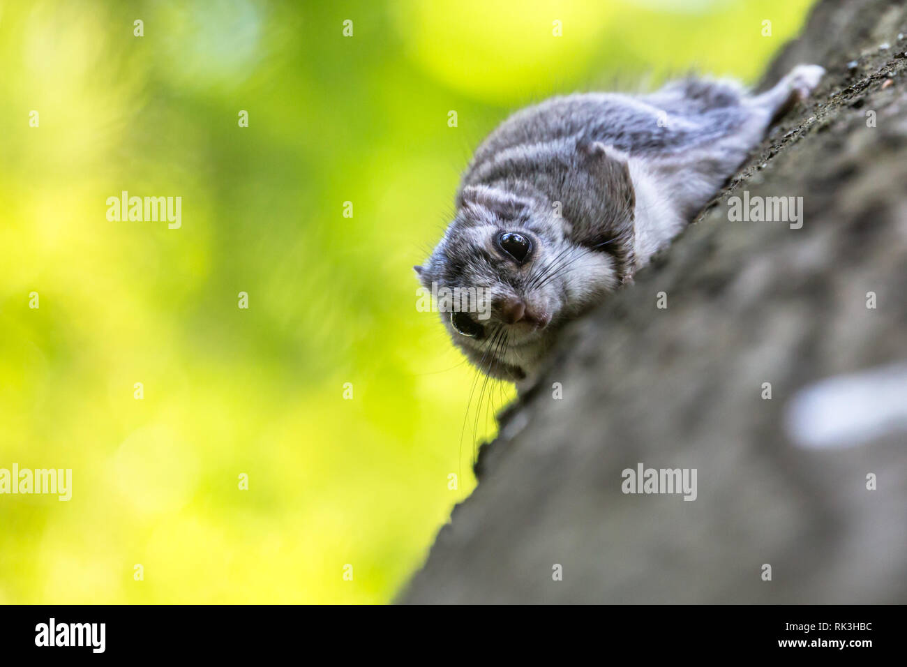 europ-isches-gleith-rnchen-fotos-und-bildmaterial-in-hoher-aufl-sung