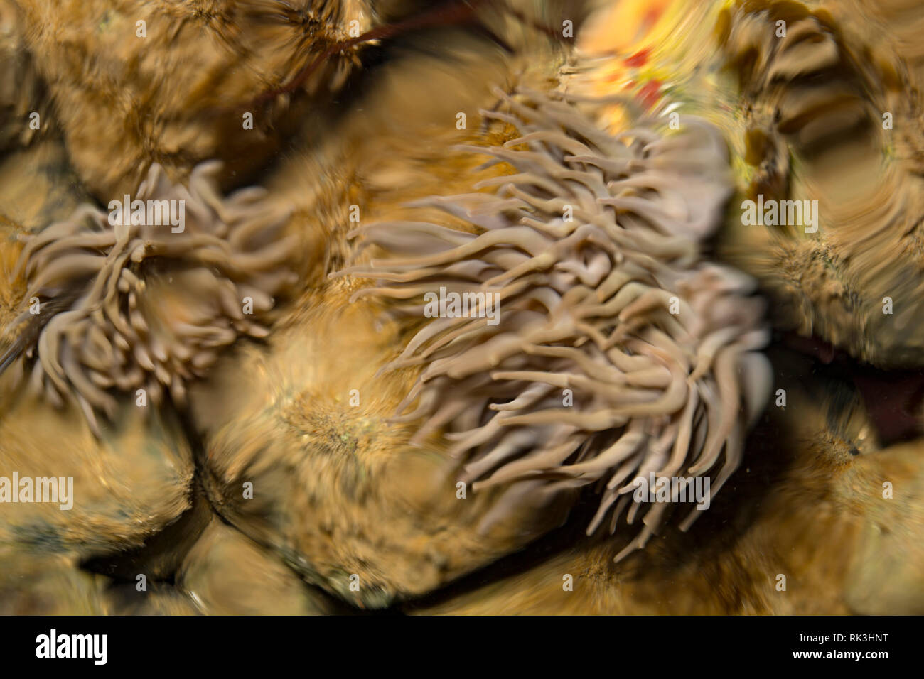 Eine snakelocks Anemone, Anemonia viridis, fotografiert in einem rockpool und teilweise durch die Wellen auf der Oberfläche verzerrt. Die snakelocks Anemone ist mehr c Stockfoto