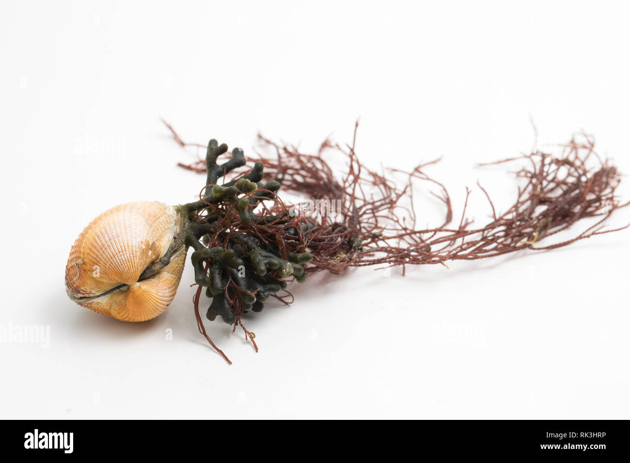 Eine einzelne, live Planlagestörungen, Cerastoderma edule, mit Algen, gefunden in der Gezeitenzone Hafen von Portland, Dorset England UK GB gewaschen Stockfoto